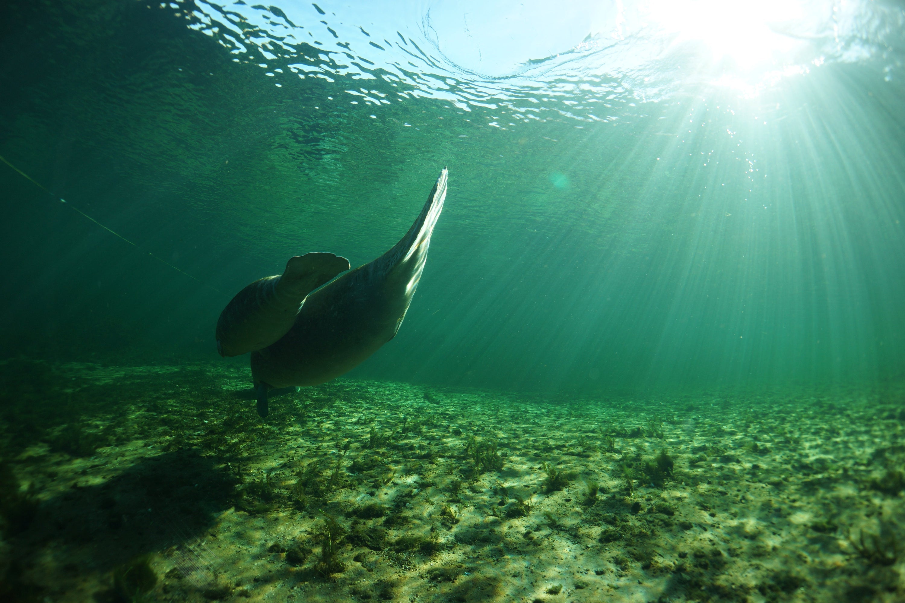 Underwater shot of two manatees, an adult and a baby, swimming closely together in green water with a sandy floor.