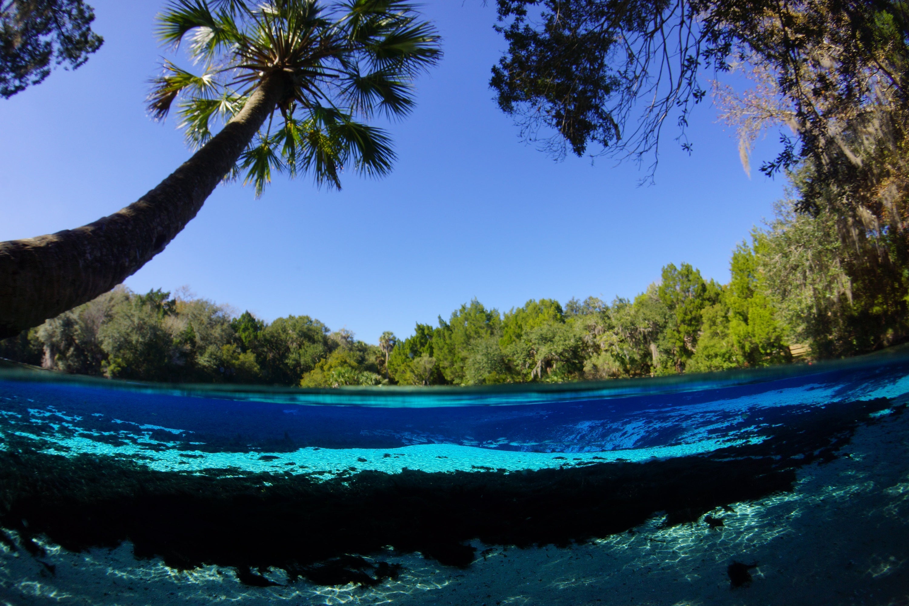A split-level underwater and above-water view of a tropical lake, featuring a large leaning palm tree, clear turquoise water, and a blue sky with green trees in the distance.