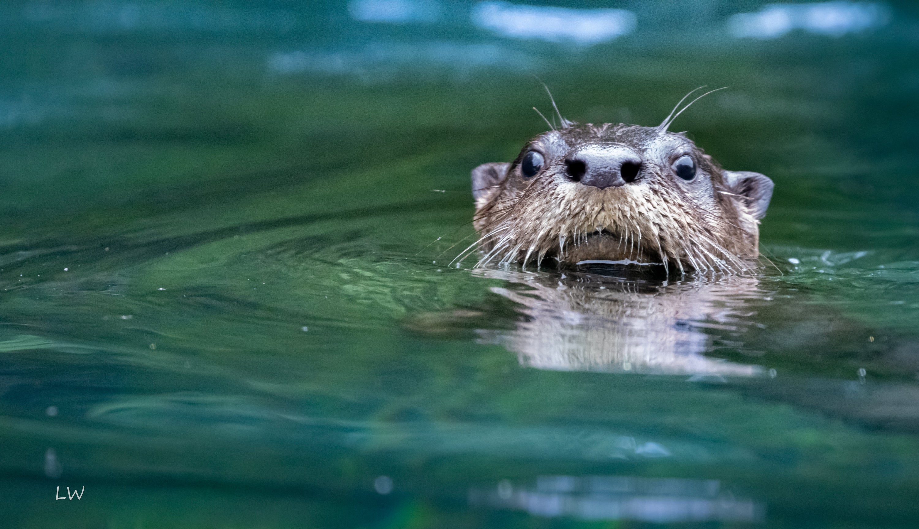 A close-up photograph of an otter swimming in green-blue water, with its head and whiskers visible above the surface.