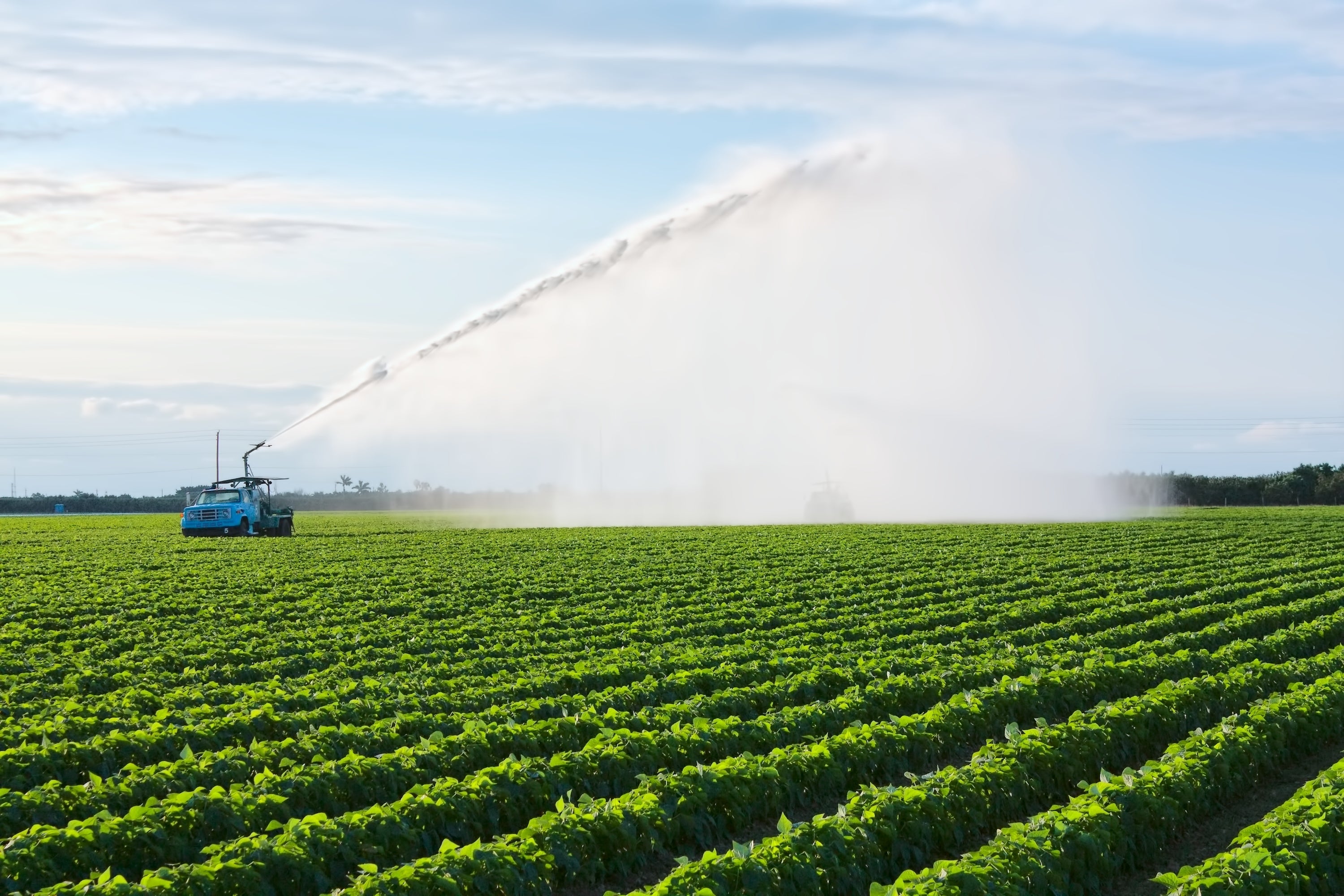 This Thirsty Florida Crop Puts Zero Food On Our Table